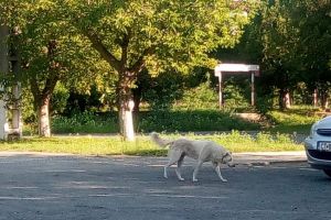 Semnal de alarma tras de Europol Garda de Coasta. Incredibil in ce conditii isi desfasoara activitatea politistii de frontiera (galerie foto)