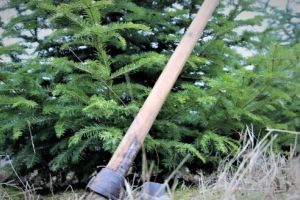 Tăierile ilegale într-o scădere de aproape 20%