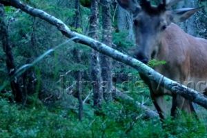 VIDEO: Imagini superbe cu un cerb în Parcul Natural Putna