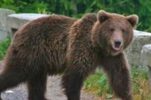 Momente de GROAZĂ la un centru pentru copii. S-au trezit cu ursul în casă