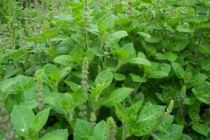 Busuioc (Ocimum basilicum) – beneficii şi proprietăţi