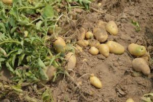 Cartofi mai puţini şi mai scumpi în toamnă, pe fondul problemelor generate de fenomenele meteorologice