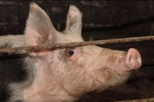 Ministru PSD: Nu putem să-i LĂSĂM pe ROMÂNI fără PORCI