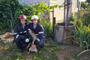 GALERIE FOTO. Căţel căzut în fântână, salvat de pompierii sătmăreni