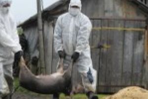 Ministrul Agriculturii: “Romanii nu vor ramane fara porci din cauza virusului pestei porcine africane, / Fiecare gospodarie va fi despagubita in functie de situatia concreta si de documentele care se intocmesc pe fiecare caz in parte”