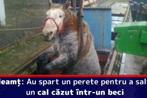 Neamţ: Au spart un perete pentru a salva un cal căzut într-un beci