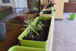 Concurs – 4.000 de lei pentru cele mai frumoase grădini din Sibiu