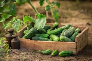 DSVSA Ialomiţa: Depăşire limită pesticid Metalaxil – Castraveţi Cornichon