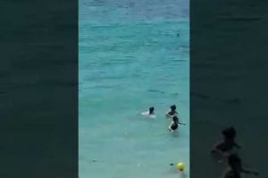 Un rechin în agonie a speriat turiştii de pe o plajă din Mallorca