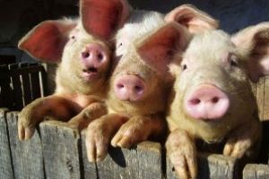 Pesta porcina se apropie de Maramures. In Satu Mare sunt 14 localitati cu cazuri confirmate