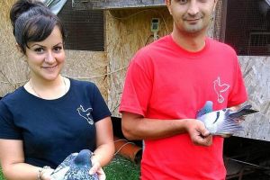 Campionatul porumbeilor voiajori: Pali Sebastian reuşeşte să câştige atât etapa de fond Strakonice, cât şi etapa de viteză