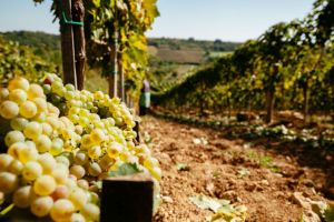 10 motive pentru a-ţi face vin de casă cu must de la Jidvei