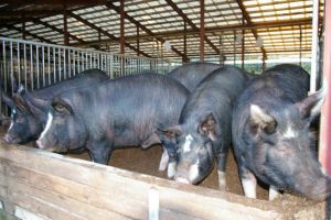 ANSVSA: Pesta porcină africană s-a extins în 98 de localităţi din România; 61.594 de porci ucişi şi despăgubiri de 148.140 de lei