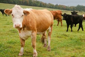 Bani de la stat pentru ameliorarea raselor de animale