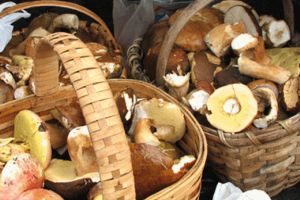 Medicii de la DSP Timis: Evitati ciupercile culese din paduri. Intoxicatia poate duce la deces