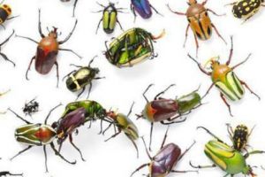 Începe un RECENSĂMÂNT cum nu s-a mai văzut