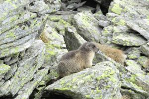 Imagini revoltătoare surprinse în Parcul Naţional Munţii Rodnei. Cum a fost ucis un animal rar (FOTO)