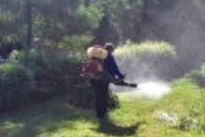 Adio, insecte! Primăria Oraviţa începe lupta pe toate fronturile