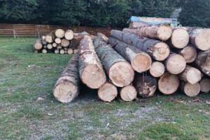 Amenzi usturătoare şi lemn de aproape 50.000 de lei confiscat, în urma controalelor silvice