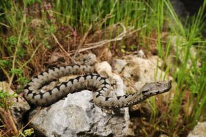 Un ambulanţier din Alba a fost muşcat de două ori de o viperă