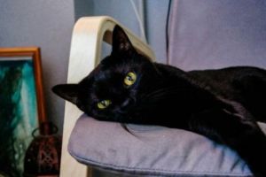 Animalele politicienilor: unii adoră pisicile, alţii adoptă maidanezi, dar există şi unii cu gusturi exotice