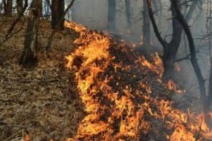 Incendiu PUTERNIC DE VEGETAȚIE şi în România! Se intervine DE URGENȚĂ pentru stingerea focului