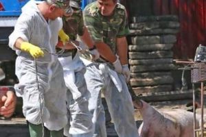 Armata se implica in problema grava a gripei porcine. Apelul LMP! Ce spune ministrul Apararii