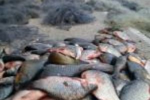 Contrabanda şi braconajul piscicol, în creştere la frontiera cărăşeană