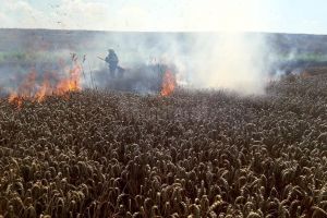 Peste cinci hectare de grâu au fost mistuite de flăcări