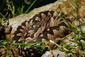 Bărbat muşcat de două ori de o viperă în Apuseni