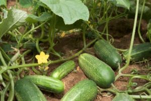 
PERICOL! Castraveţi contaminaţi  cu pesticide retraşi de pe piaţă. 
