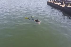 Delfin, salvat de specialistii Mare Nostrum. Mamiferul, descoperit in Portul Constanta (galerie foto-video)