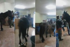 VIDEO. Culmea nesimţirii! Un ardelean a intrat cu calul într-o cârciumă. Animalul a murdărit pardoseala, iar cel care filma se prăpădea de râs