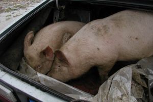 Pesta porcina africana. Care sunt focarele din Constanta. Metode folosite pentru uciderea porcilor