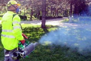 Primaria Constanta organizeaza o noua licitatie pentru servicii de dezinsectie si deratizare