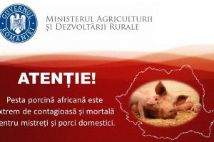 Alertă de grad maxim de pestă porcină africană