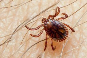 Peste 300 de gorjeni, muşcaţi de căpuşe