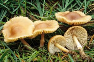 15 gorjeni, intoxicaţi cu ciuperci