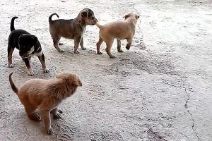 Condamnat pentru că a ucis patru pui de câine