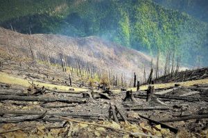 Scădere semnificativă a numărului de incendii în pădurile administrate de stat