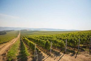 VIN DE CASĂ DIN MUST DE LA JIDVEI. Producţie excepţională de struguri în acest an: „Ploile au venit la timp, vom avea o recoltă bogată şi de calitate”