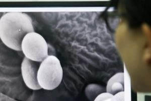 Modificări genetice: Vor să creeze o fiinţă care nu există în natură