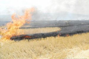 Pesta porcină loveşte şi agronomia: Proprietarii şi utilizatorii terenurilor din zonele afectate, obligaţi să-şi ardă recoltele cu risc de contaminare