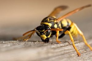 Viespile au devenit extrem de agresive. 2 români, ucişi de insecte, câteva zeci - la spital