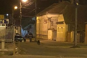 Urşii au ieşit la plimbare pe străzile din Făgăraş