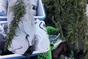 Trei tineri, retinuti de jandarmii din Constanta, in Vama Veche. Voiau sa  vanda ecstasy, amfetamina si cannabis  