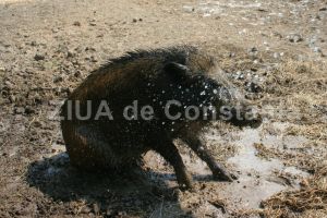 Zeci de porci mistreti din Dulcesti isi asteapta sentinta! Se fac pregatiri pentru uciderea lor