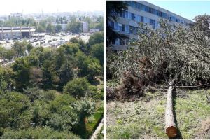 Constanteanul suparat:  Copaci pusi la pamant pe bulevardul Lapusneanu din Constanta pentru a face loc altor betoane! (galerie foto)