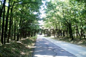 În crucea verii – Prin pădurea Botorogi