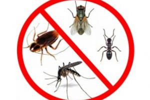 In perioada 08.08-15.08.2018,în Campina se vor desfasura actiuni de dezinsectie